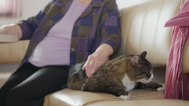 Smiling senior woman petting her cat on her living room sofa