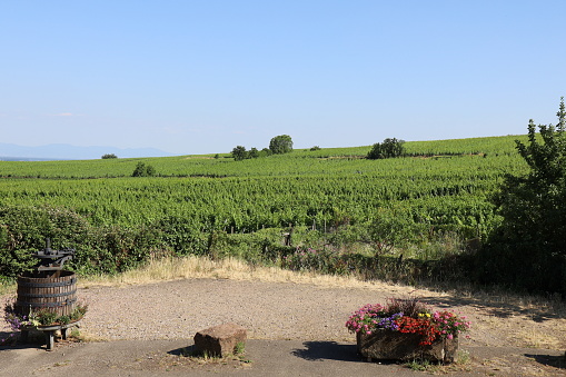 Vineyards around Riquewihr, village of Riquewihr, Haut Rhin department, France
