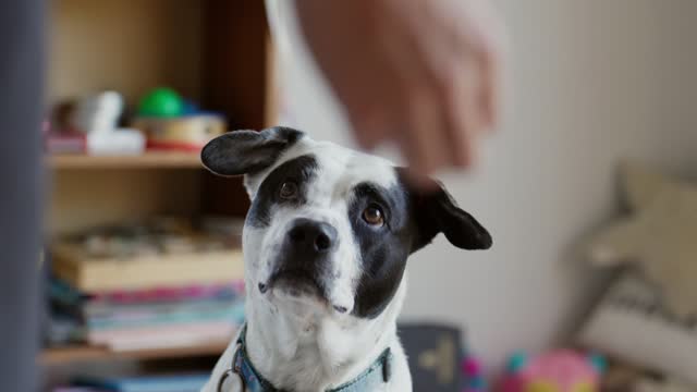 Owner training their dog using treats in slow motion