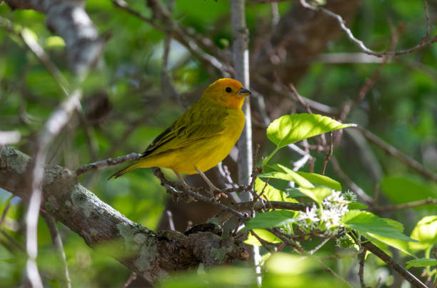 istock Stripe-tailed Yellow-Finch on a tree branch. 1561075423