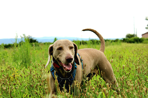 Weimaraner playing in the grass of Agri-Campeggio EL-Bacan Sona Italy 21 july 2023