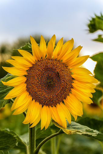 Close up shot of yellow Sunflower growing in the field.