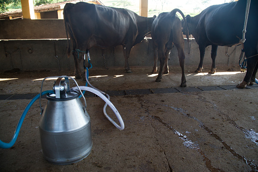 Automated milking of cows.