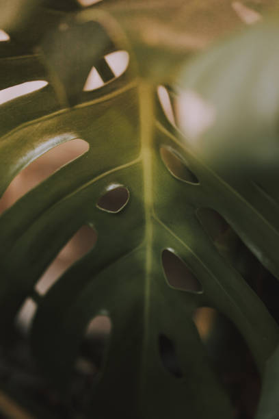 Dark abstract monstera plant - fotografia de stock