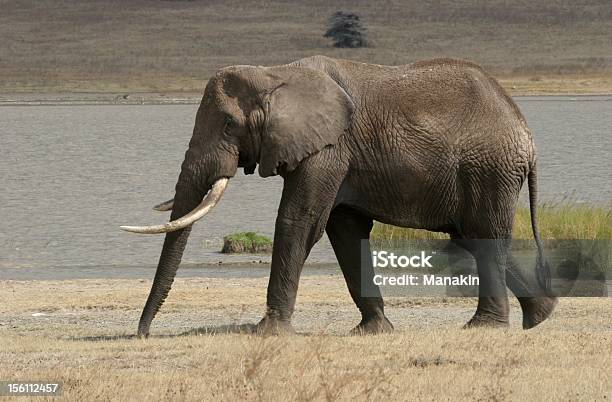 Stary Słoń Mężczyzna - zdjęcia stockowe i więcej obrazów Bez ludzi - Bez ludzi, Dzikie zwierzęta, Fotografika
