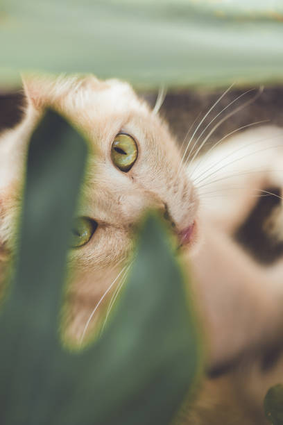 istock Cat close up in the garden 1561124820