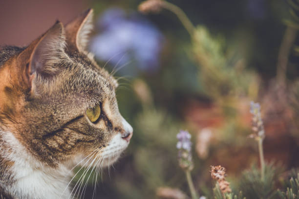 istock Tabby cat in the garden 1561129083