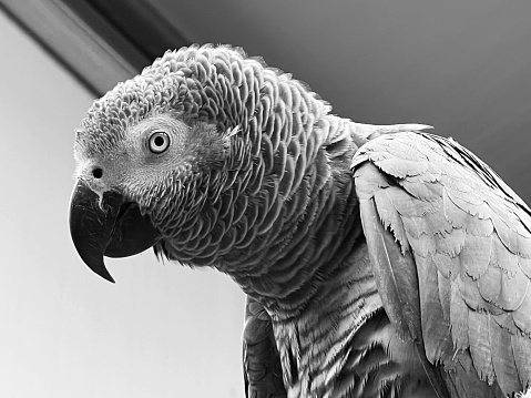 A parrot in captivity