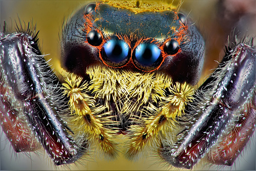 Close-up of a jumping common North American jumping spider species snacking on a midge.