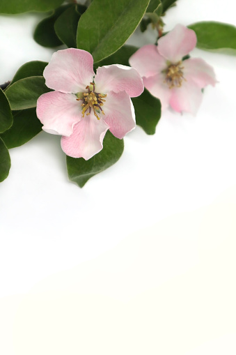 Apple tree flowers on a white background. Floral card.