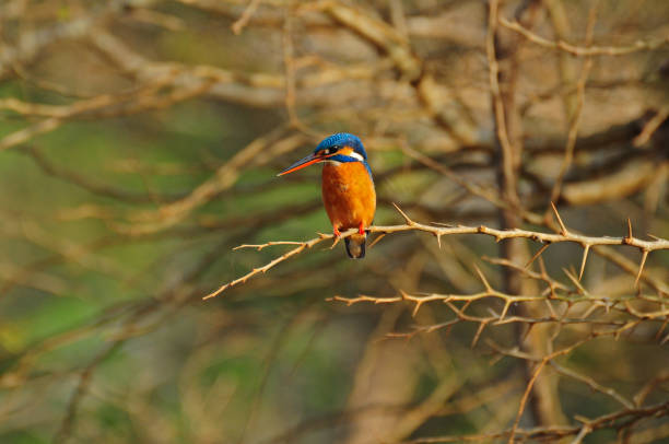Common King fisher perched on branch of a dead tree.