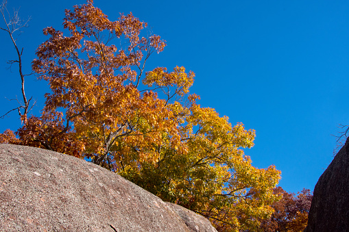 Autumn tree over clear blue sky