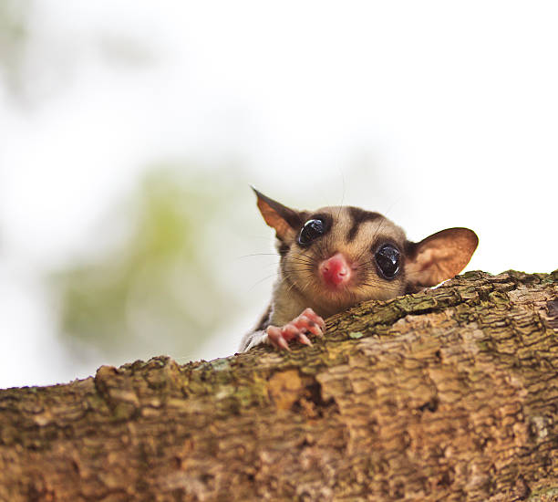 petauro del azúcar - opossum australia marsupial tree fotografías e imágenes de stock