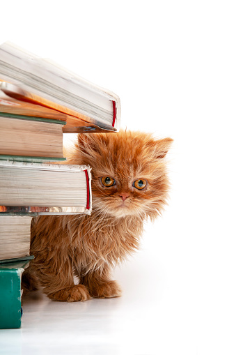 Ginger kitten on the encyclopedia