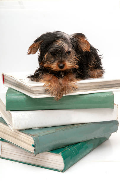 istock Washed dog. Yorkshire terrier on the encyclopedia 1561171474