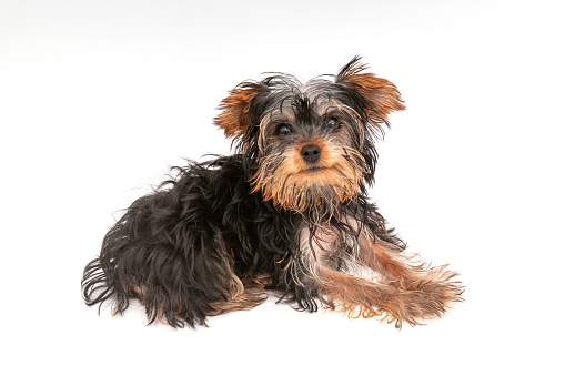 One cute puppy of the Yorkshire Terrier looks to the camera on isolated white background