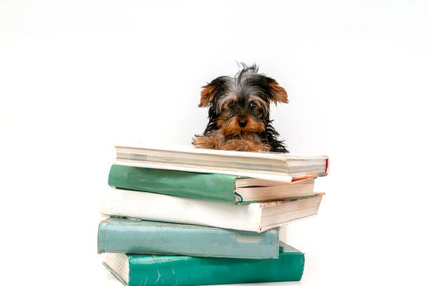 istock Washed dog. Yorkshire terrier on the encyclopedia 1561173639