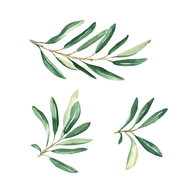 istock Olive branches set isolated on white background. Watercolor hand drawn botanical illustration. Can be used for cards, logos and food package design 1561202458