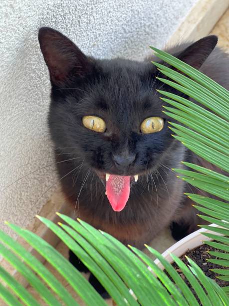 istock Funny meowing cat looking behind palm leaves. 1561214417
