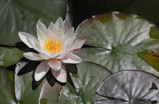 A white water lily, among green lily pads, on a pond