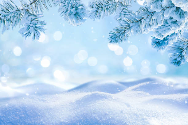 istock Beautiful close-up background image with pure snow and spruce branches. 1561220441