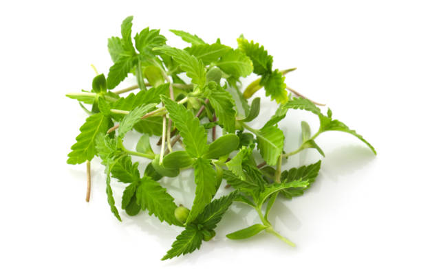 istock Green sprouts of cannabis on a white background. 1561220975
