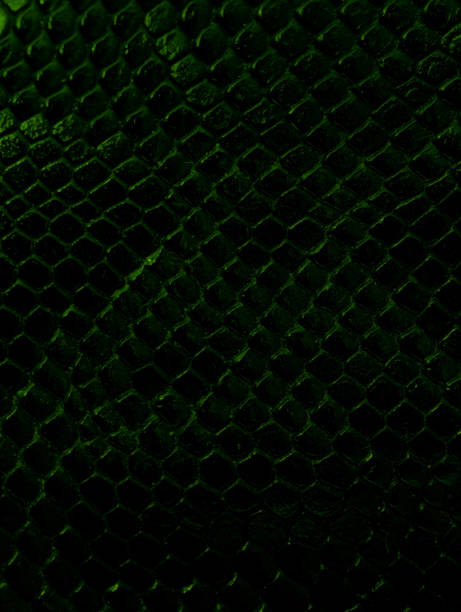 istock luxury green crocodile texture closeup 1561222103