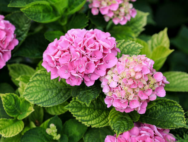 istock Bright beautiful pink hydrangea inflorescences on the bush. 1561238949