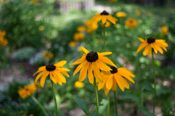 istock orange color echinacea flowers in a garden 1561240079
