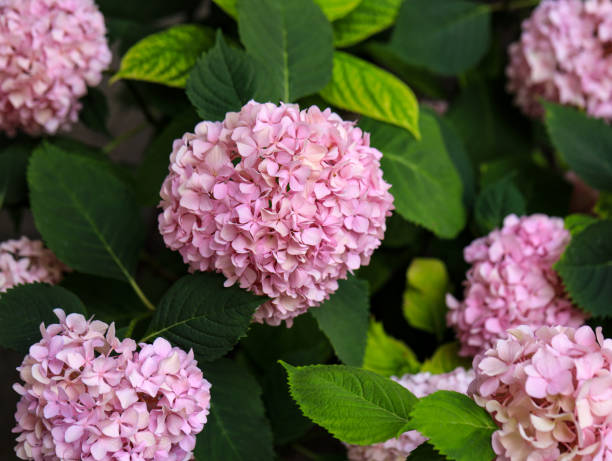 istock Bright beautiful pink hydrangea inflorescences on the bush. 1561240106