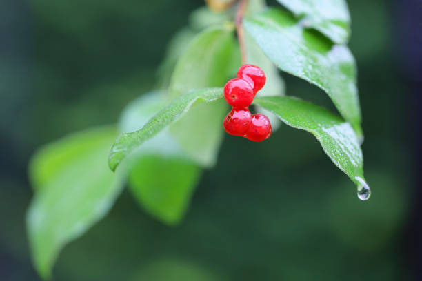 istock Red berry (Red Chokeberry) in the summer rain day 1561247196
