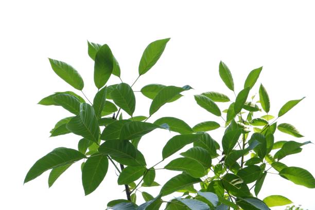 istock Tropical tree with leaves branches on white isolated background for green foliage backdrop 1561261100
