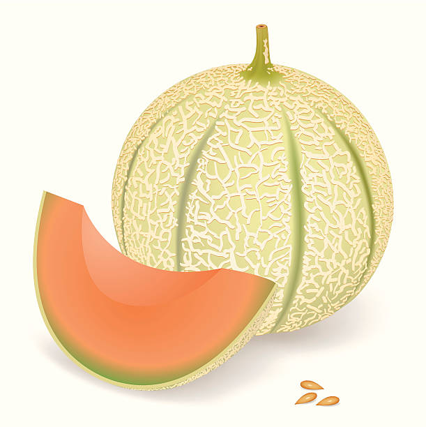 Melon vector art illustration