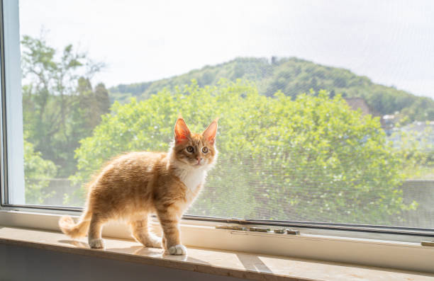 Small Maine Coon cat at the window