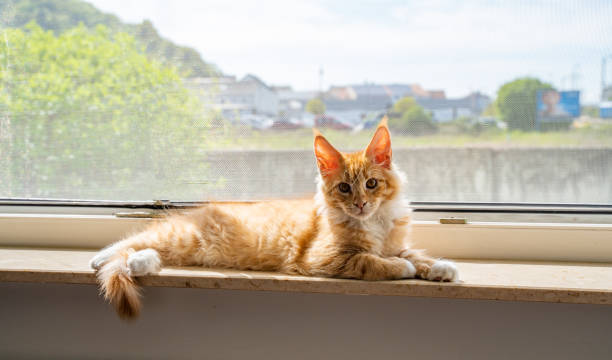 istock Small Maine Coon cat at the window 1561286899