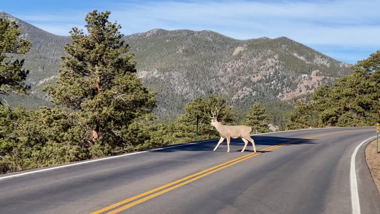 Mule Deer in Rocky Mountain National Park, male crossing the road