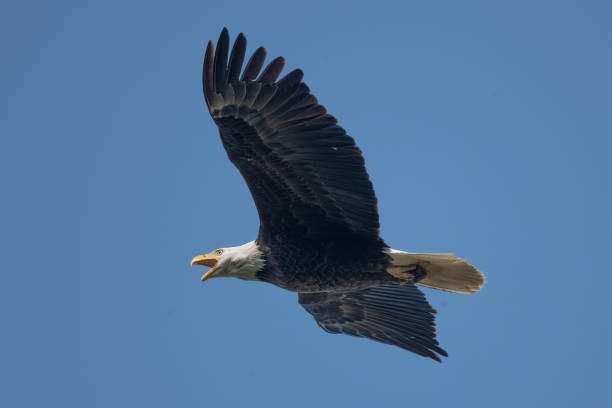 schreiender weißkopfseeadler in zentral-montana im westen der usa nordamerikas - toll free audio stock-fotos und bilder