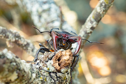Adult Caterpillar hunter Beetle of the genus calosoma