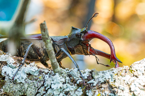 European stag beetle in forest, near BArcelona, Pyrenees forest with oak trees.