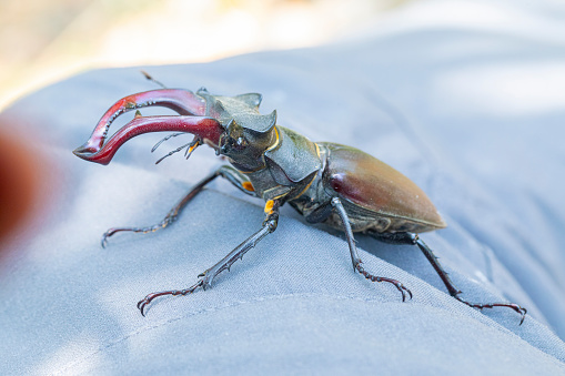 European stag beetle on my trouser, near Barcelona, Pyrenees forest with oak trees.