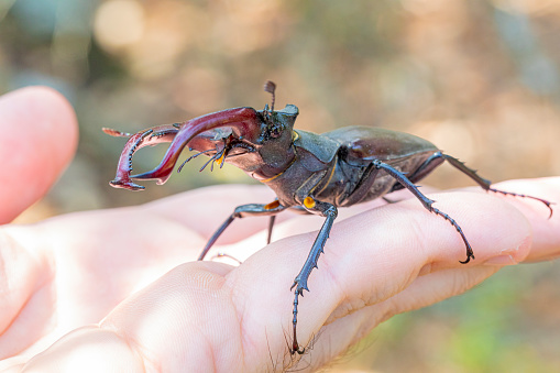 European stag beetle in forest, near Barcelona, Pyrenees forest with oak trees.

On my hand a sunny summer day.