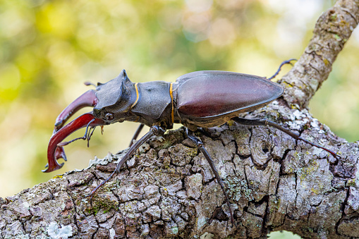 Six-spotted tiger beetle (Cicindela sexguttata) on a log in springtime.