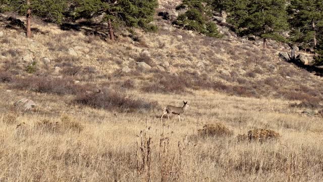 Mule Deer in Rocky Mountain National Park, mother and child