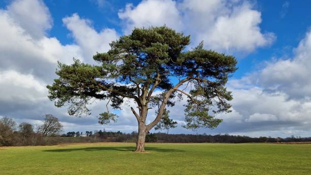 istock A lone majestic tree standing proud against a blue sky 1561314876