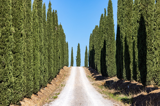 Alley of cypress trees in Tuscany, Italy