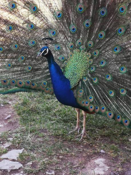 istock Close-up view of peacock with spread feathers. Colorful. 1561324153