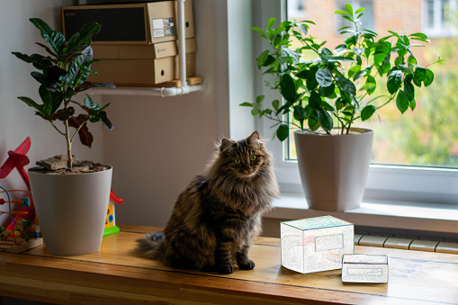 a table by a window on which there is a cat, some boxes, croton, orange in pots, toys