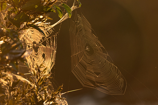 A golden silk spider sets up a net at dawn and waits for prey to be caught.