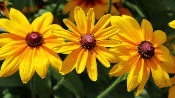 istock Coneflowers (Rudbeckia) up close in summer 1561348353