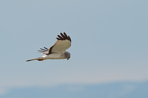 Northern Harrier (male) flying low hunting mice or other small animals in Montana in western USA of North America. This is often called a Grey Ghost.